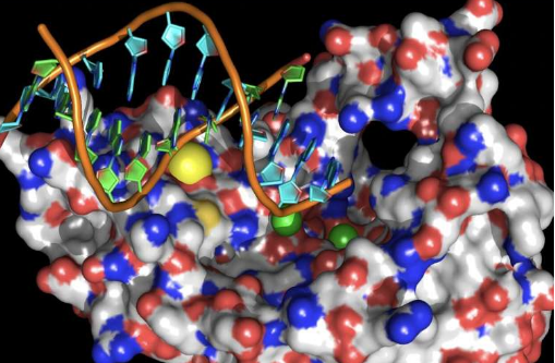 Targeting specific DNA of Plasmodium may be effective in treating human malaria infection Targeting specific DNA of Plasmodium may be effective in treating human malaria infection